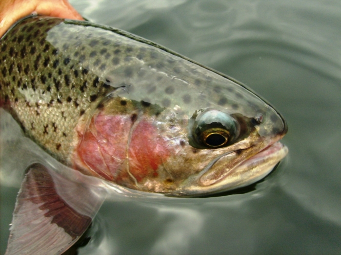 trucha arcoiris silvestre salvaje